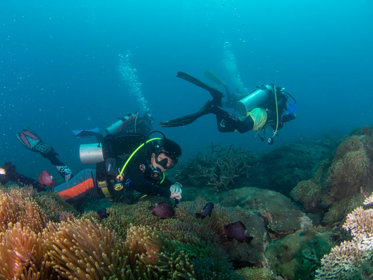 Divers exploring a coral garden in clear blue water