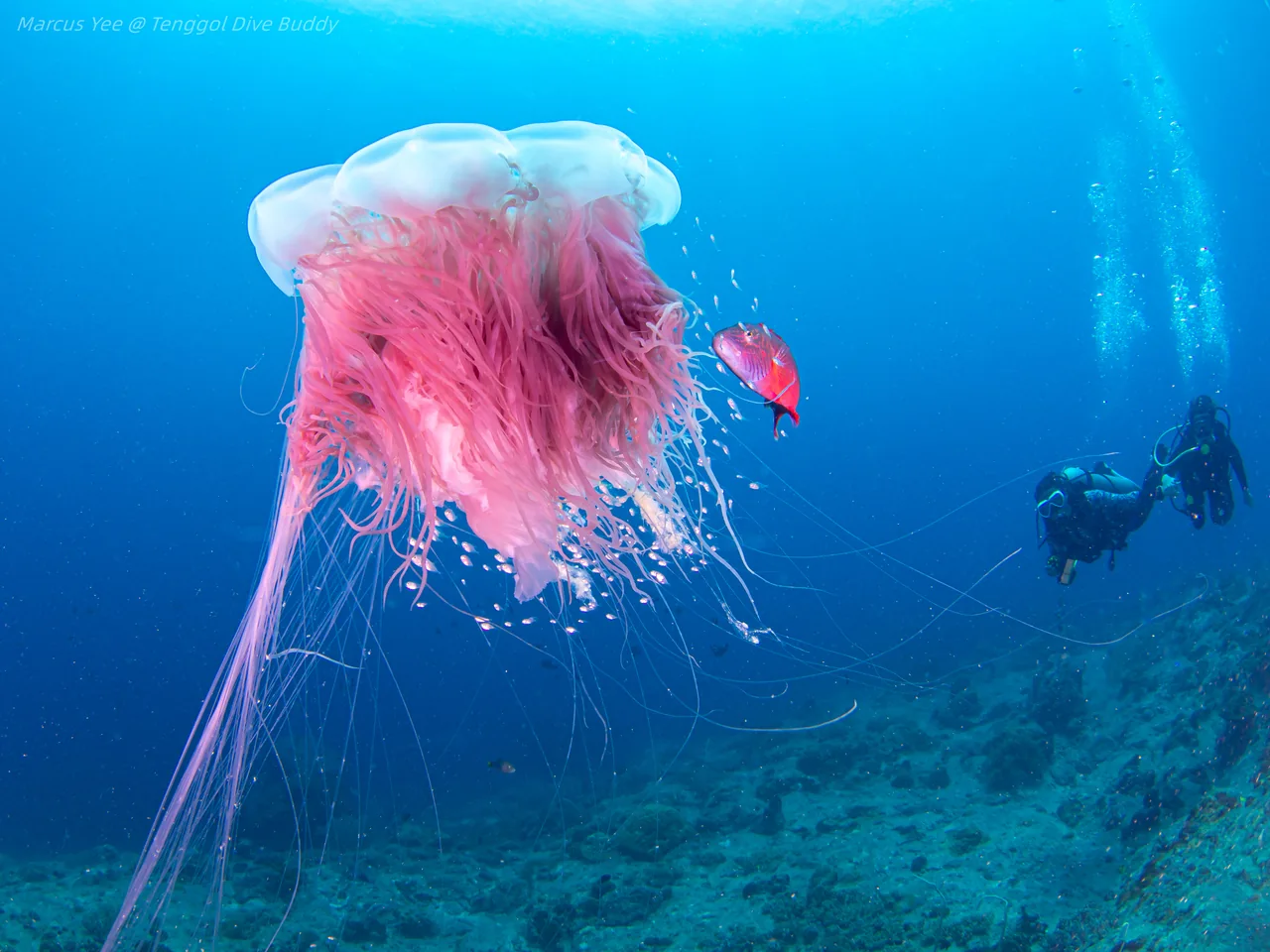A pink jellyfish drifting above the seabed with divers in the background
