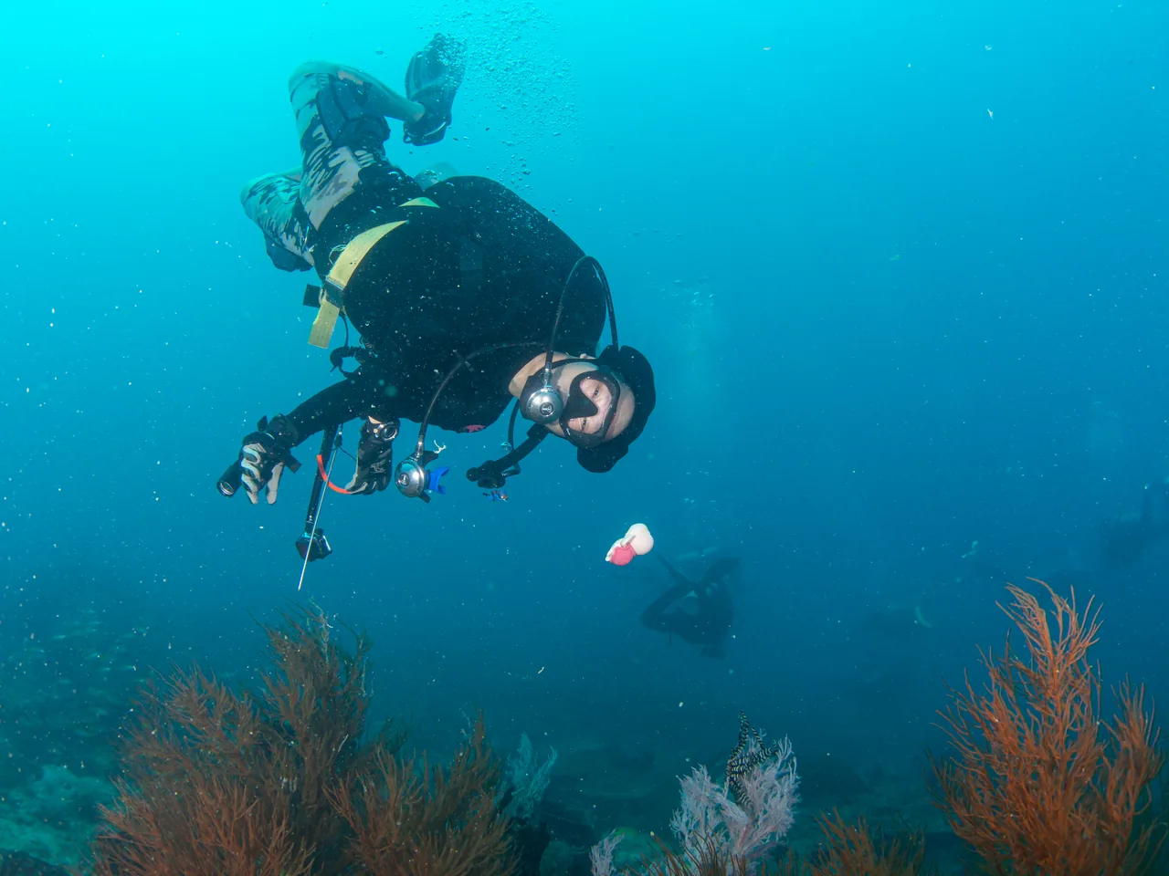 A diver floating above colourful sea fans