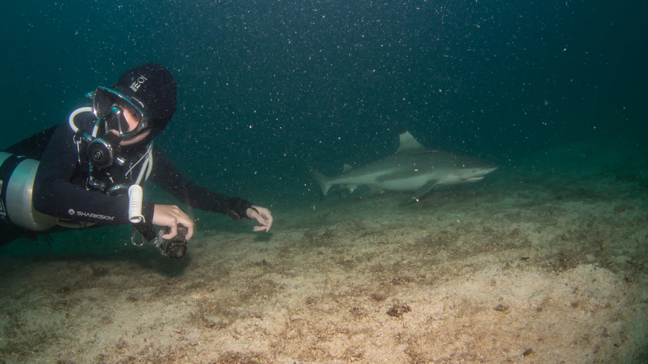 A scuba diver observing a shark near the seabed