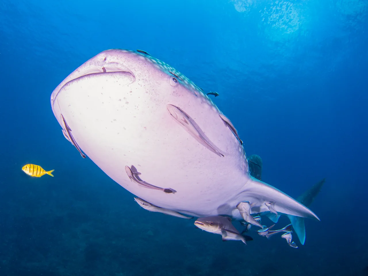 A whale shark swimming overhead in the Tenggol photo collection