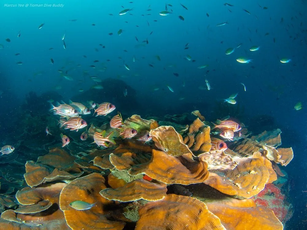 4D3N Fun Dive in Tioman