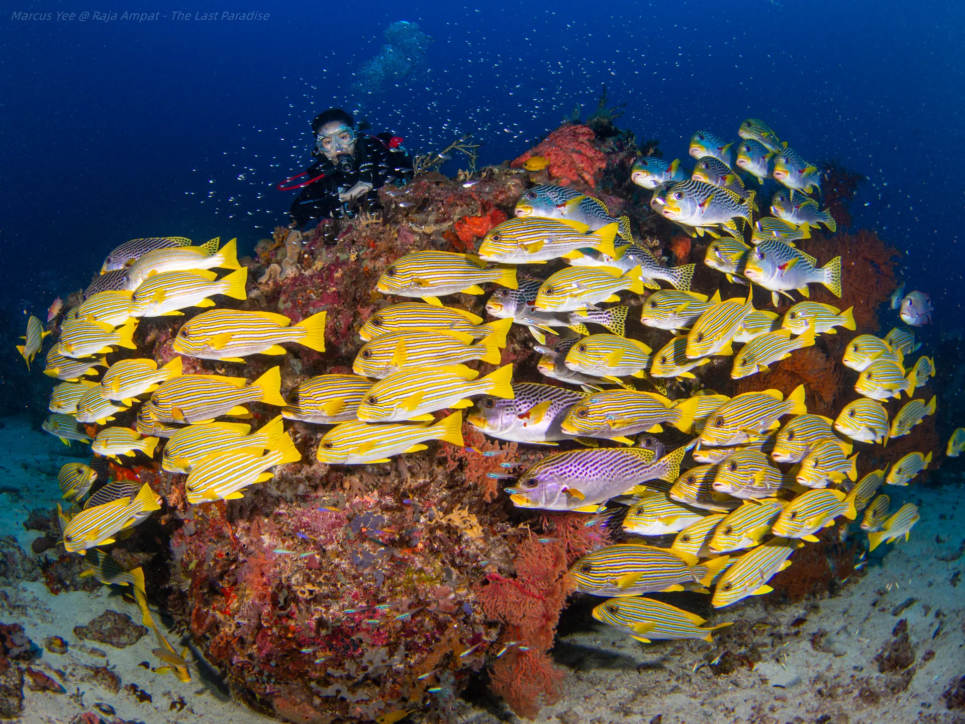 A scuba diver watching a school of yellow-striped fish swim over a coral reef