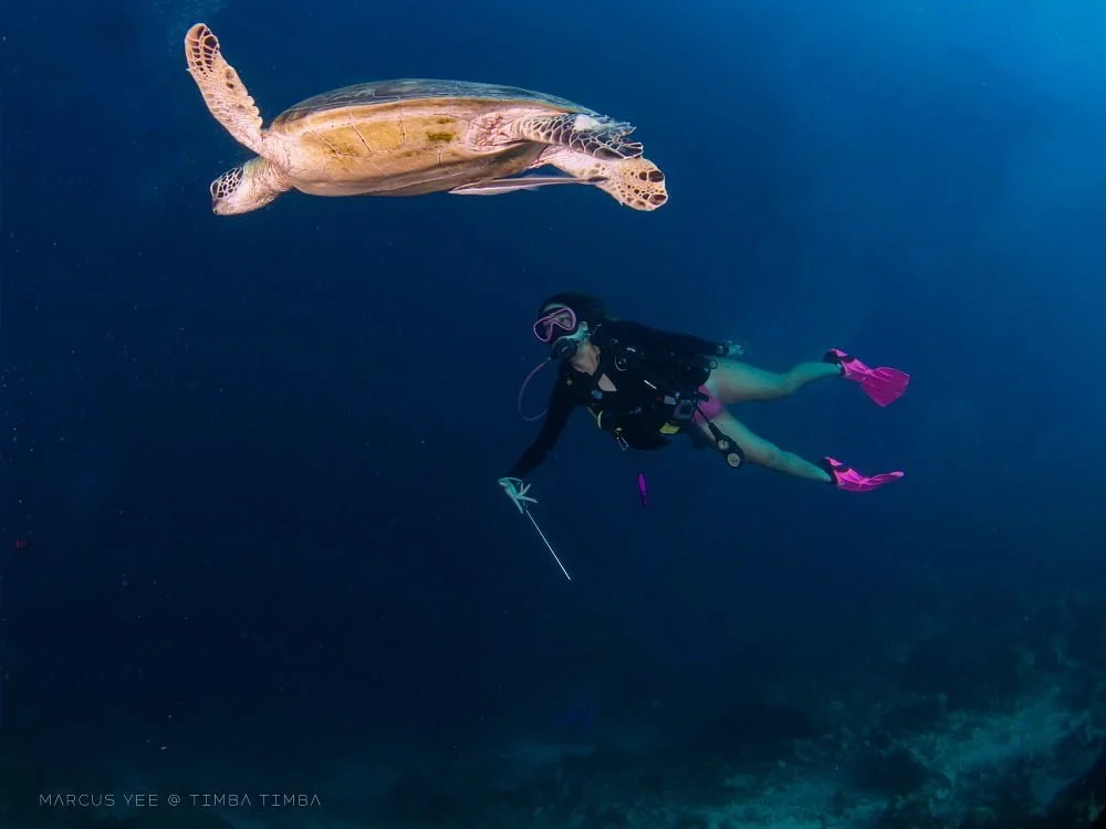 A diver swimming near a sea turtle