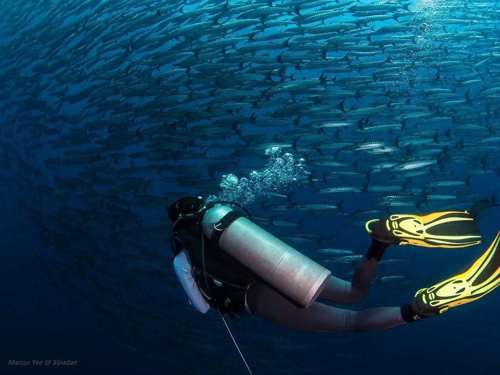 A diver swimming beneath a school of fish