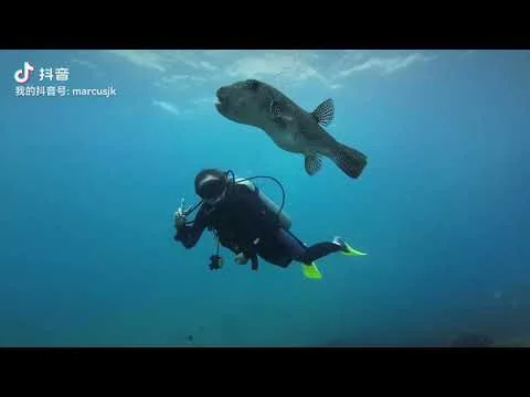 A diver beneath a pufferfish, from the Beauty of Tioman video