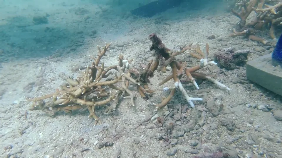 A scene from TDB’s coral transplantation film