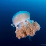 Jellyfish Beautiful but Potentially Harmful