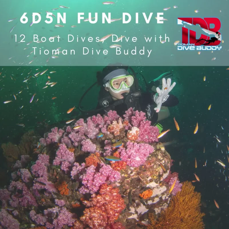 6D5N Fundive in tioman island.